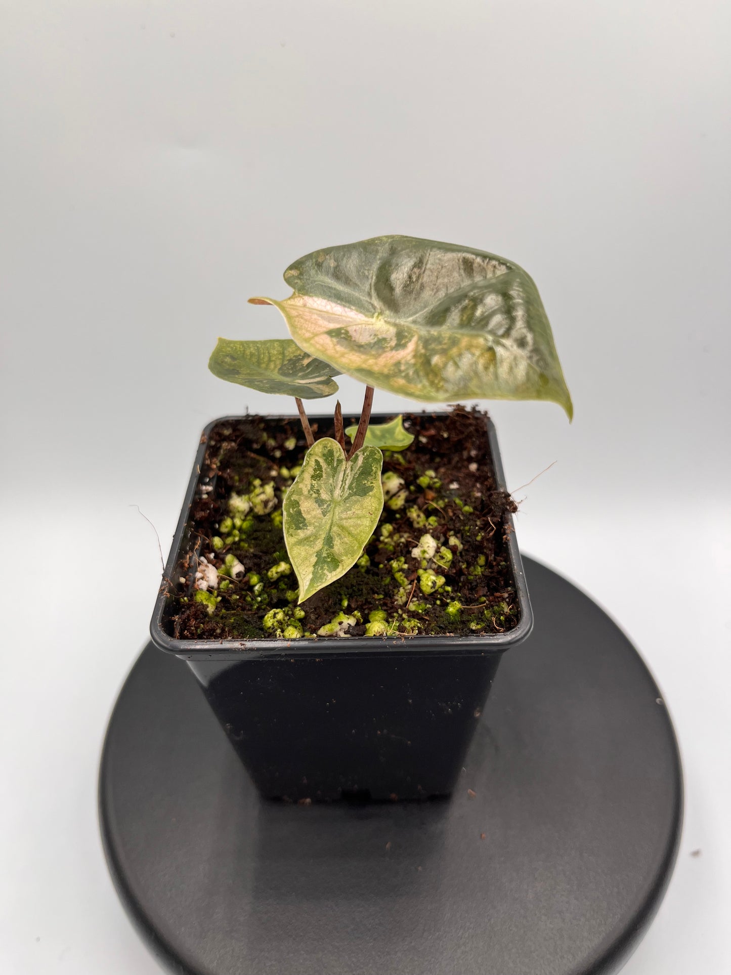 Alocasia pseudo Sanderiana pink variegated #2