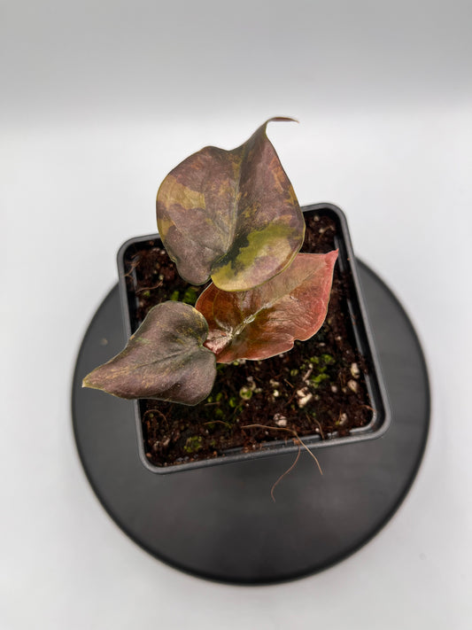 Alocasia Cuprea latte gold aurea variegated #5