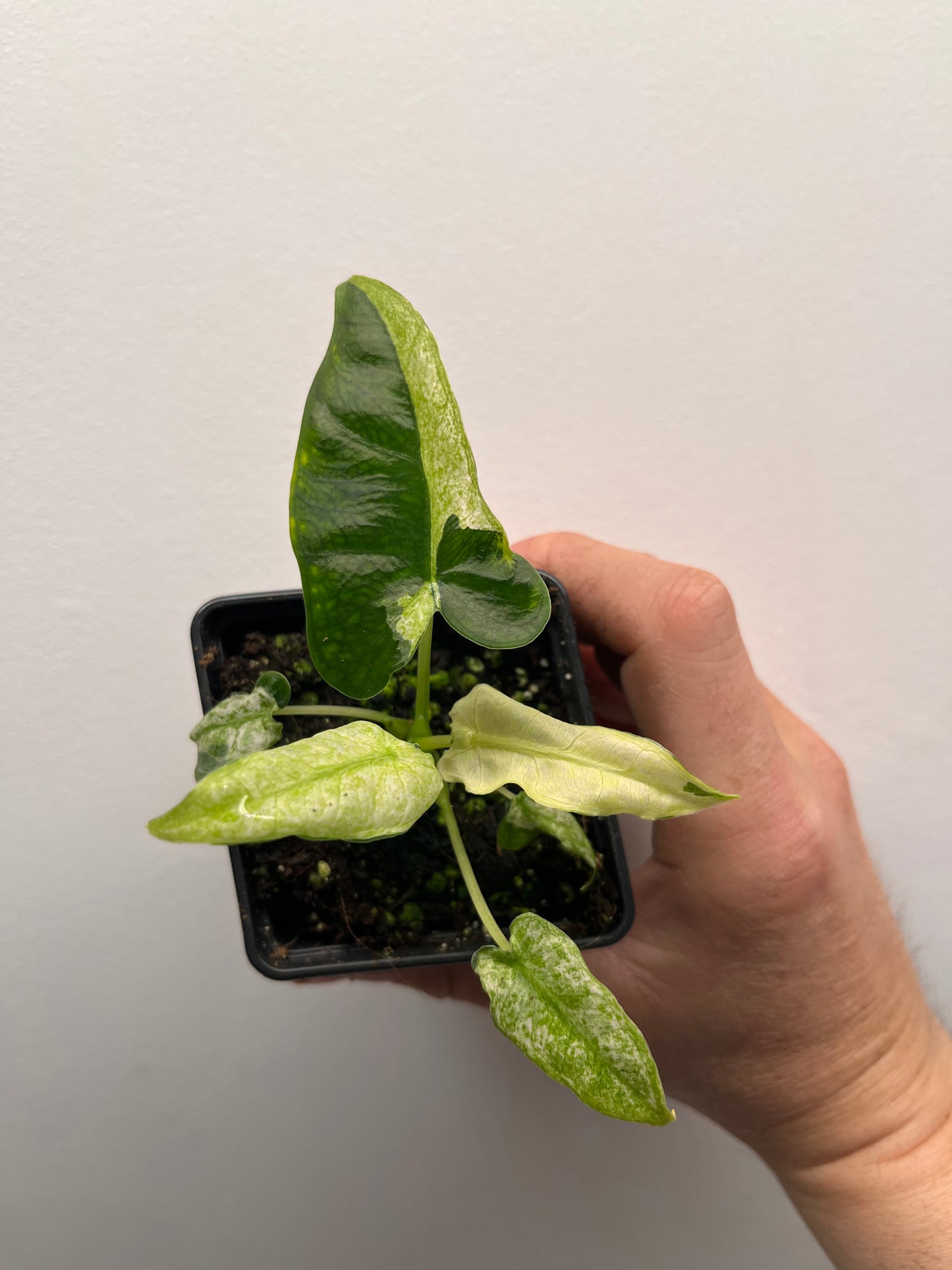 Alocasia Frydek mint #2