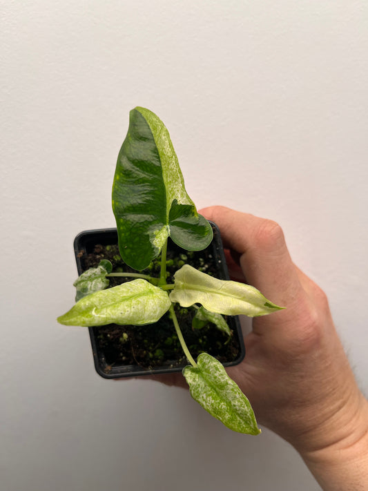 Alocasia Frydek mint #2