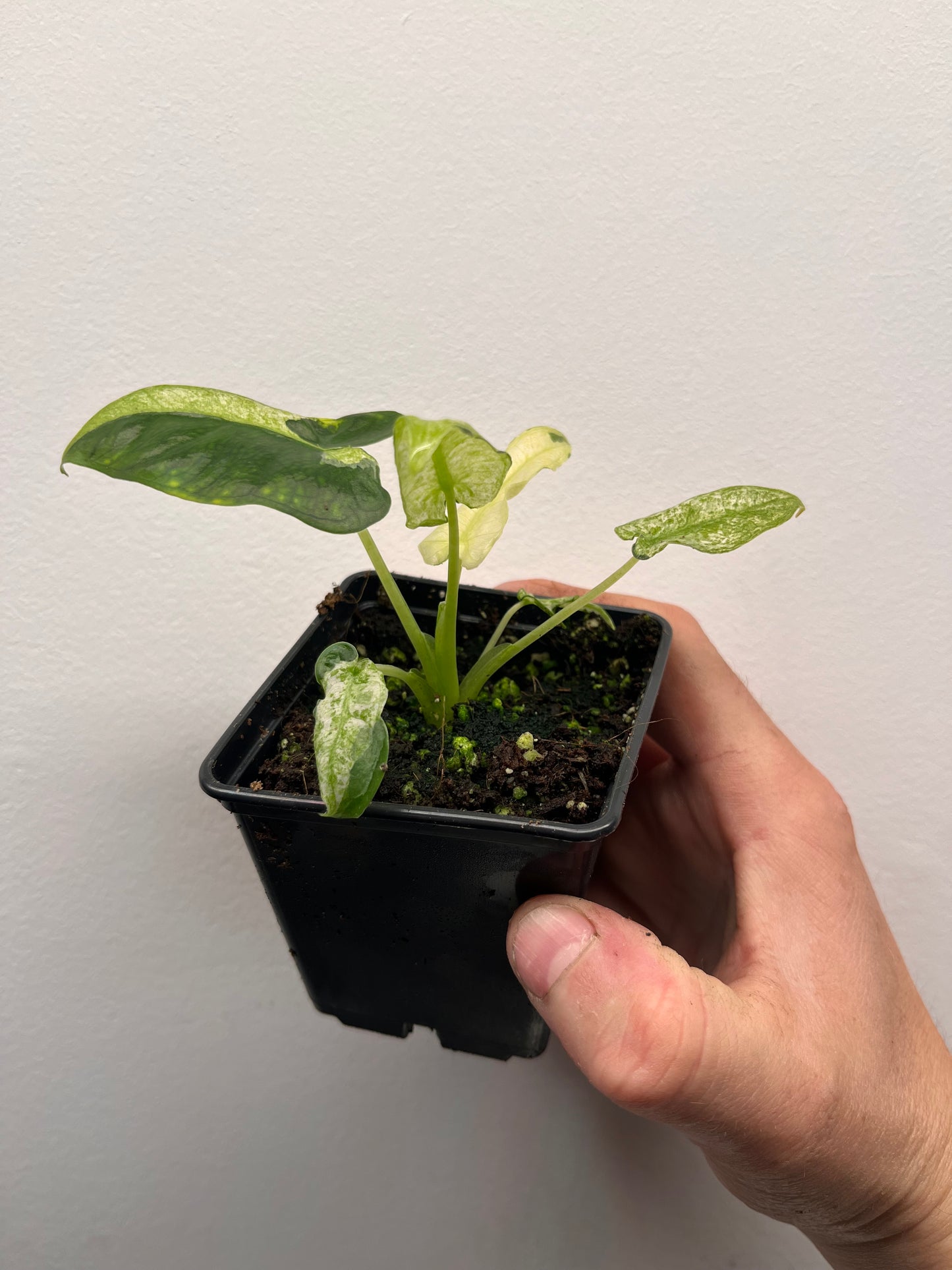 Alocasia Frydek mint #2