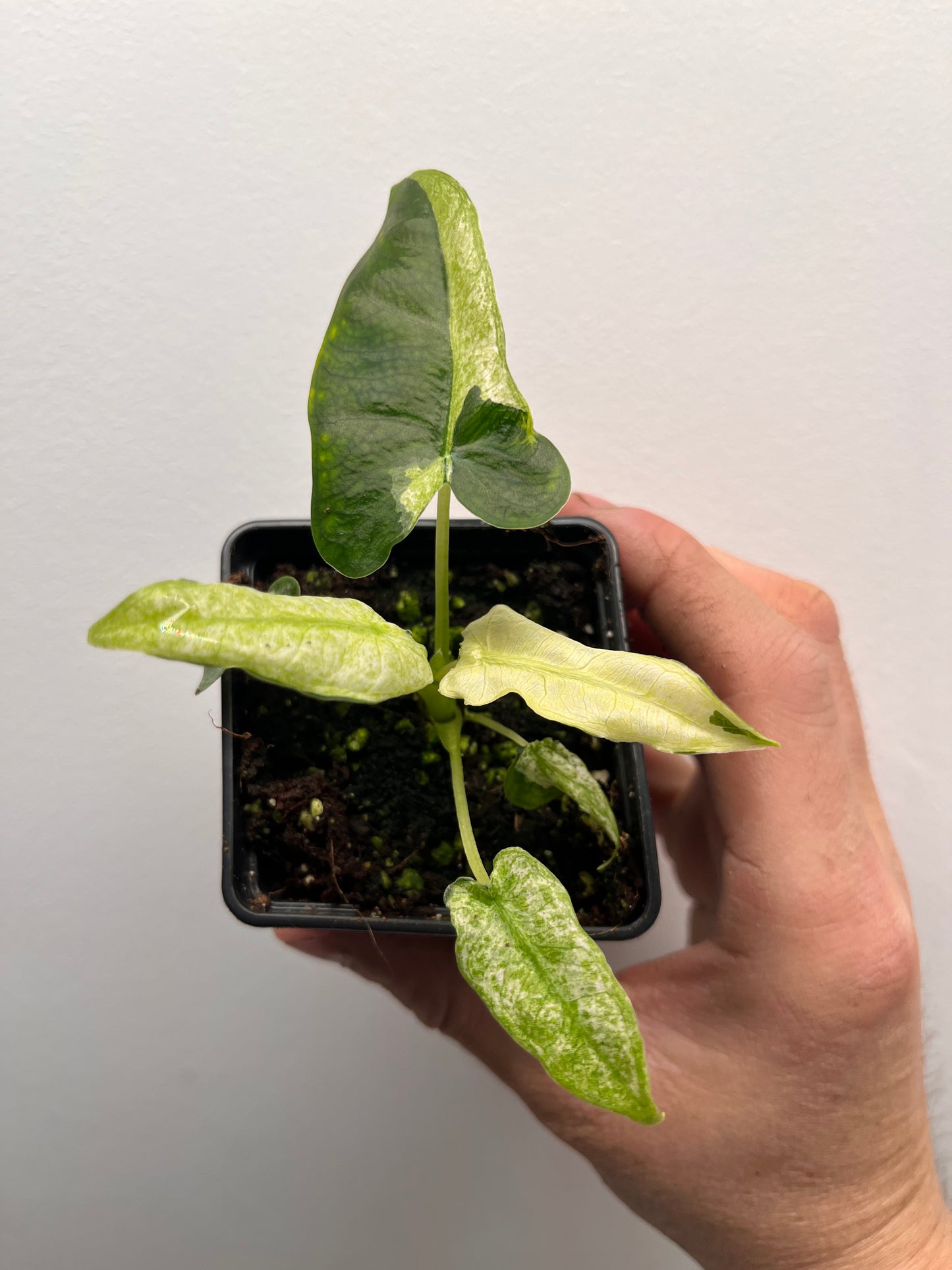 Alocasia Frydek mint #2
