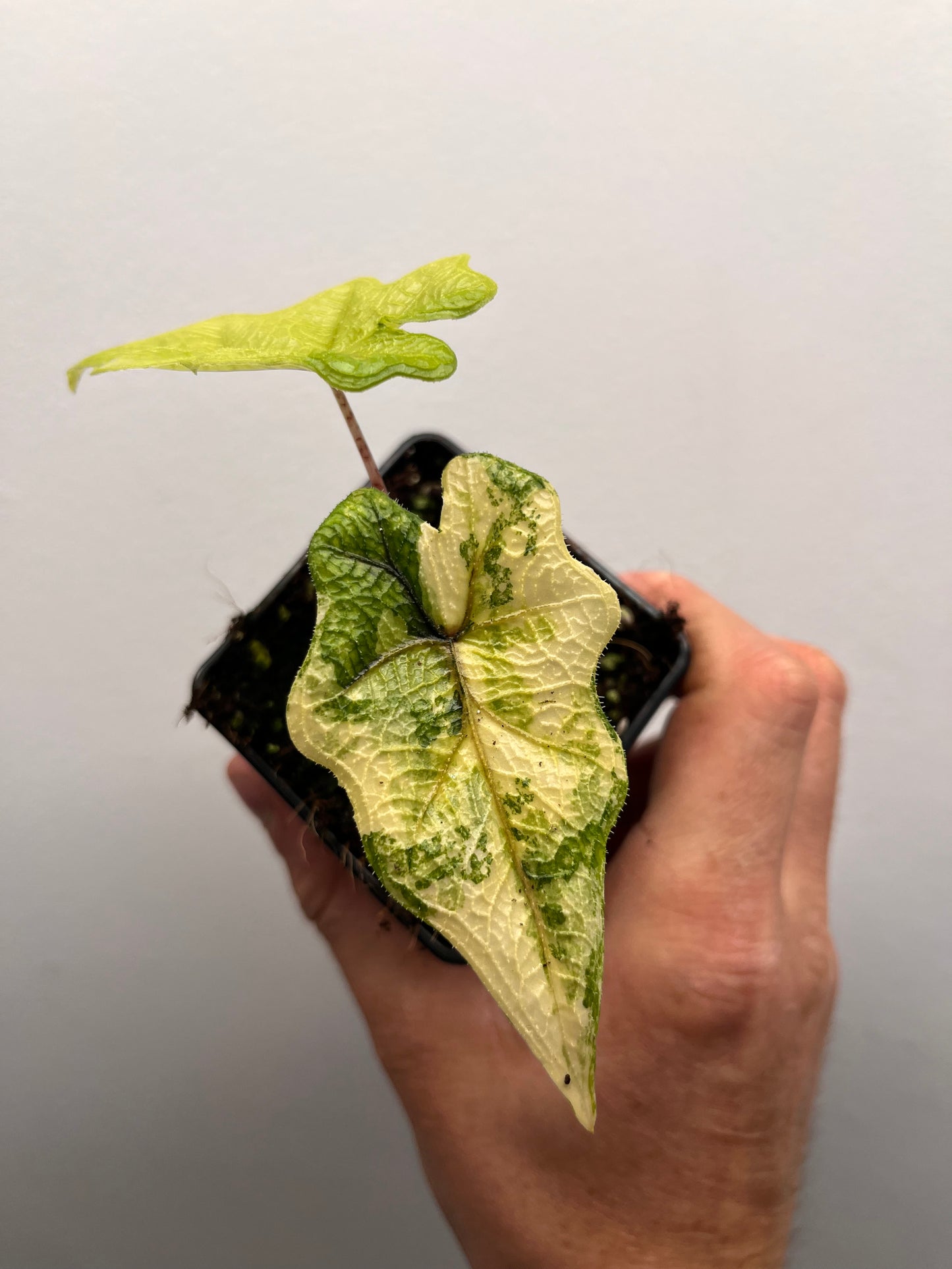 Alocasia Tandurusa aurea variegated #2