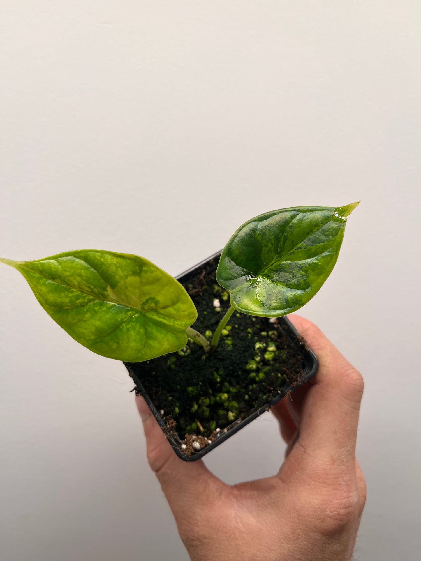 Alocasia Dragon scale aurea variegated #2