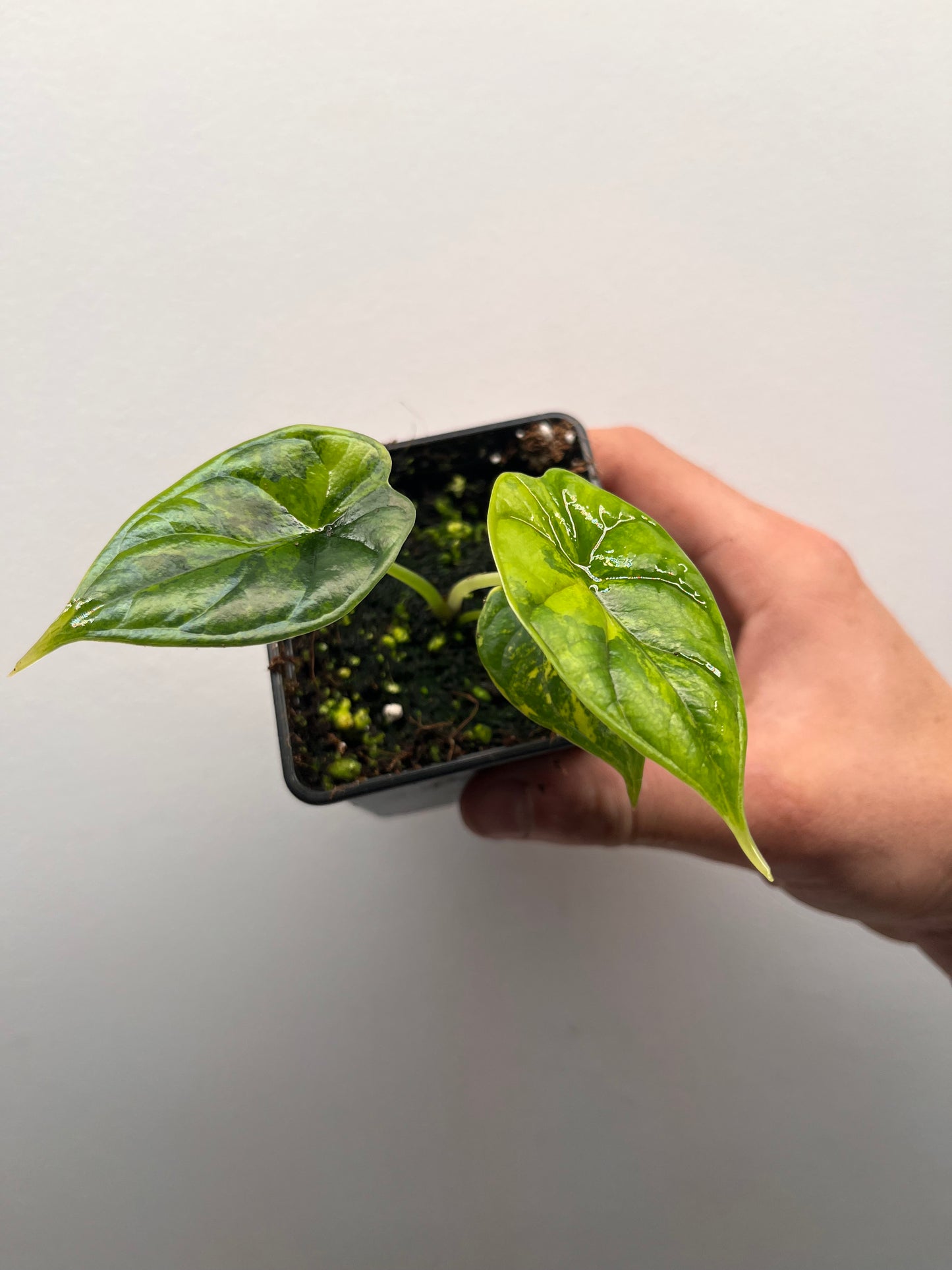 Alocasia Dragon scale aurea variegated #2