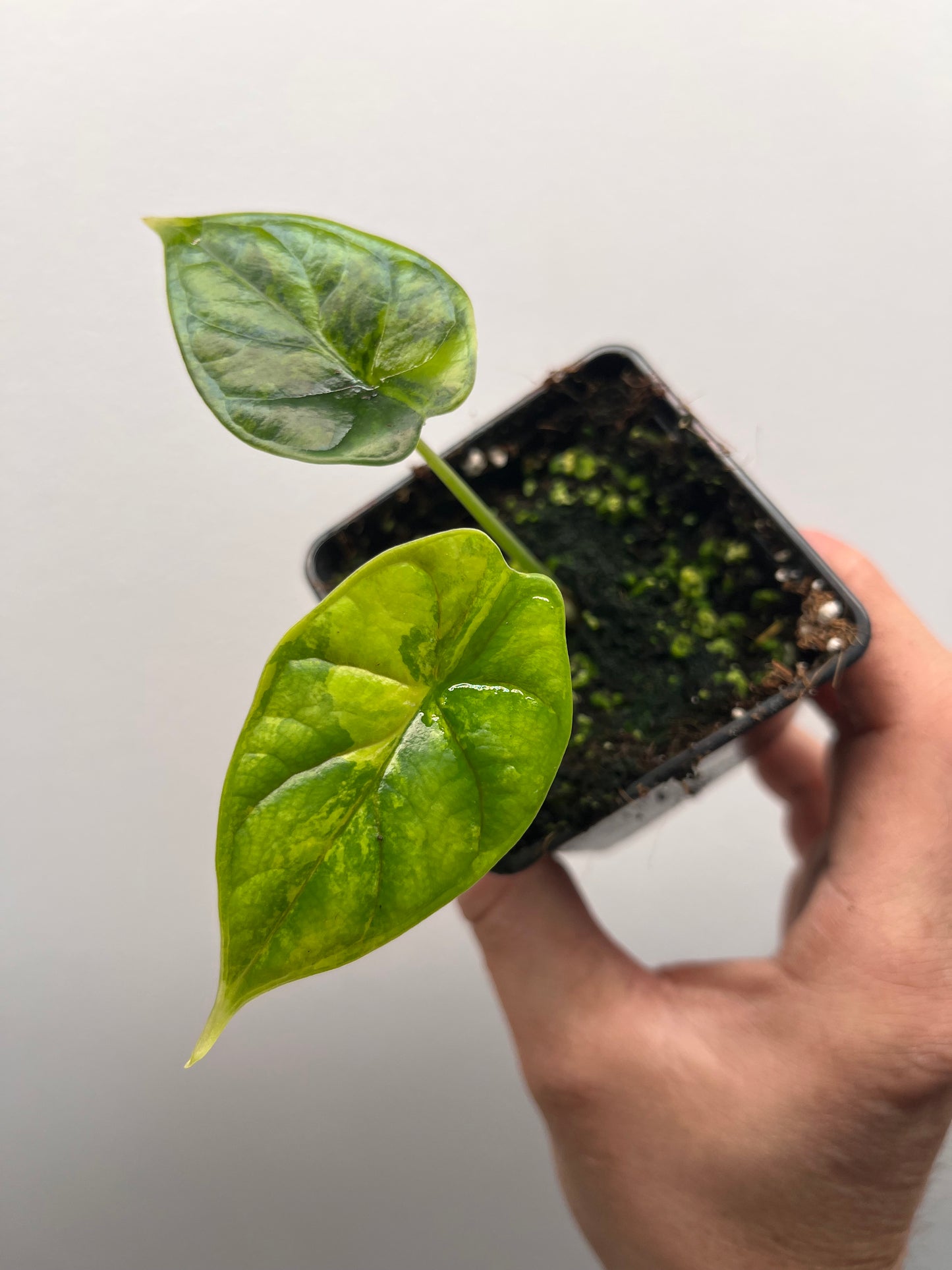 Alocasia Dragon scale aurea variegated #2