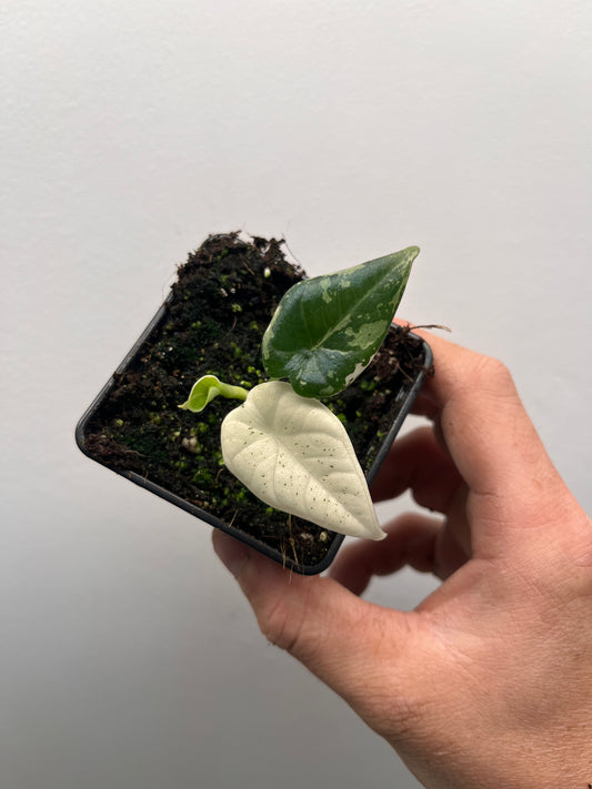 Alocasia Maharani albo variegated #2