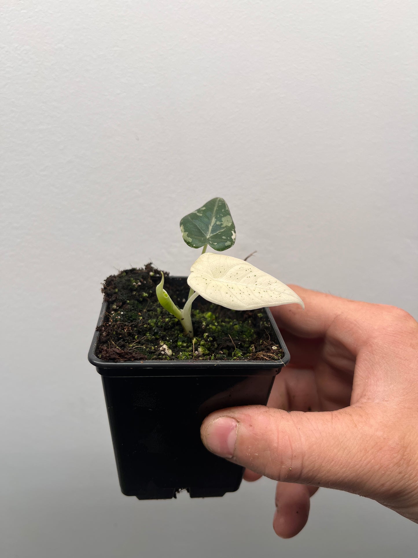 Alocasia Maharani albo variegated #2