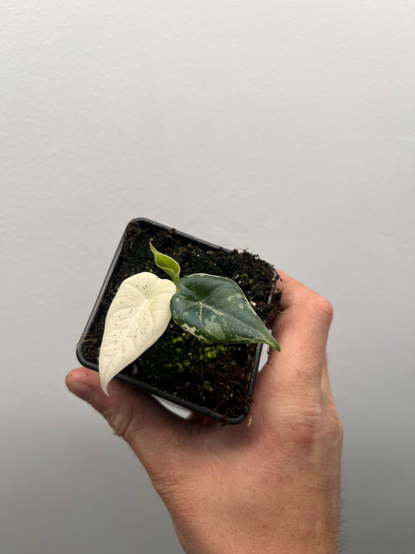 Alocasia Maharani albo variegated #2
