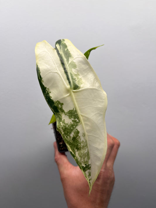 Alocasia Longiloba albo variegated #1
