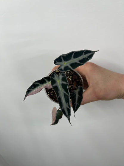 Alocasia Bambino Arrow Pink Variegata