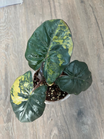 Alocasia Yucatan Princess Aurea Variegata