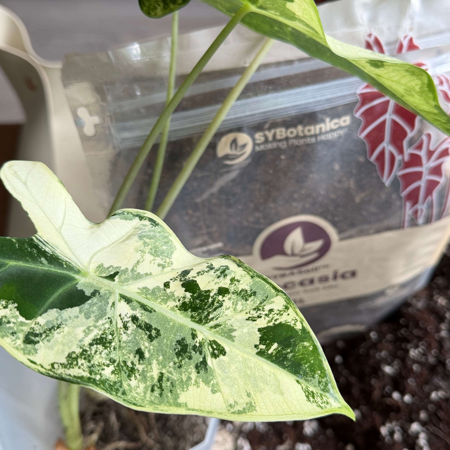 Sybotanica Alocasia Mix