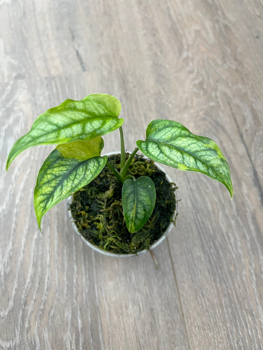 Monstera Siltepecana Aurea Variegata