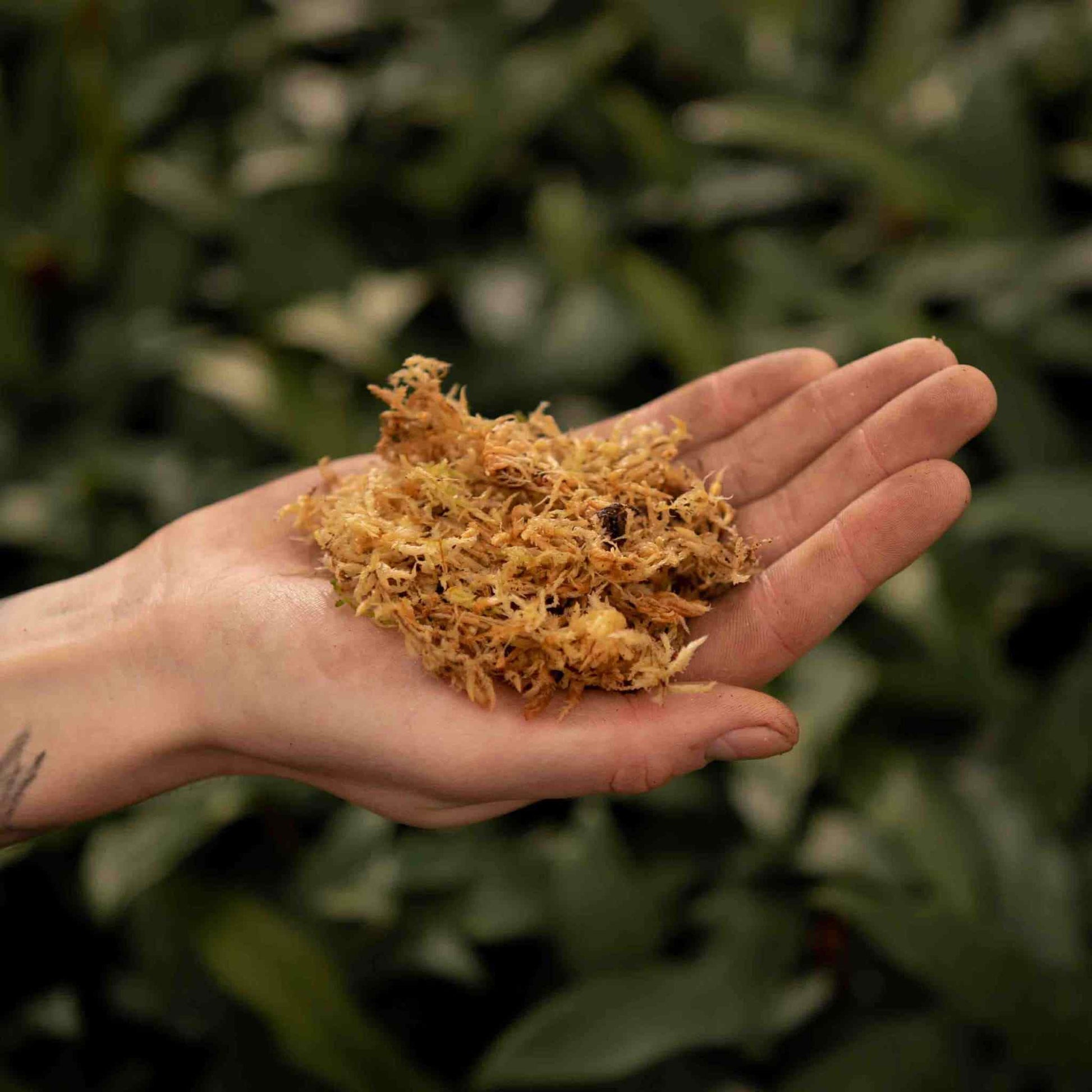 Sybotanica Sphagnum Moss