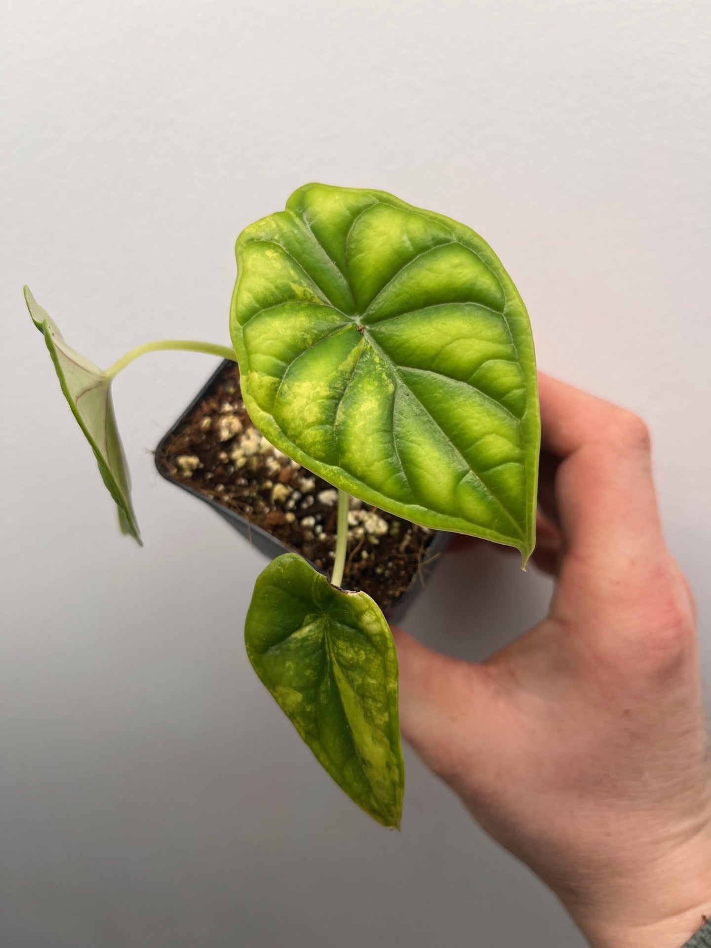 Alocasia Dragon scale aurea variegated