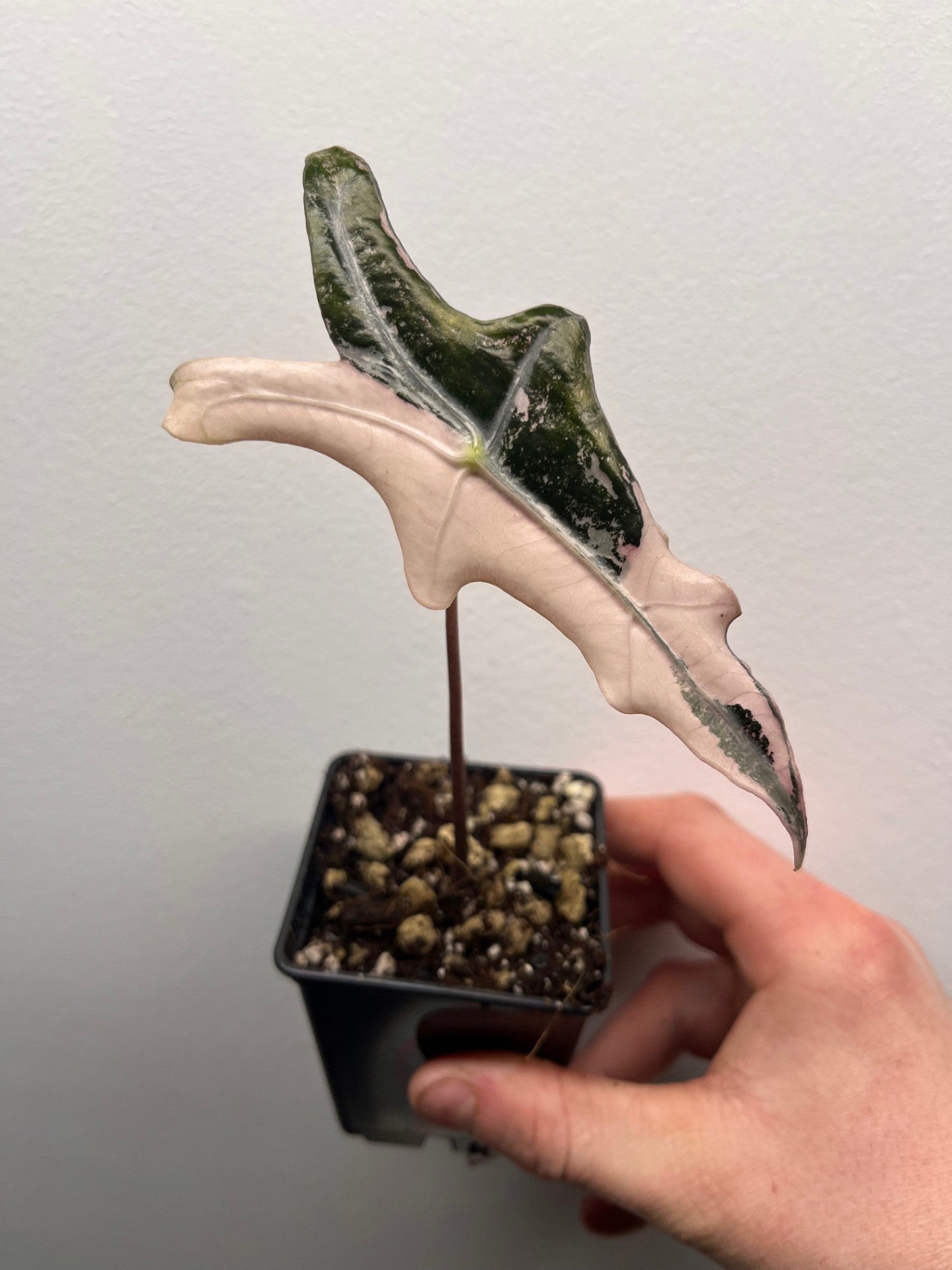 Alocasia Sanderiana 'Nobilis' Pink variegated