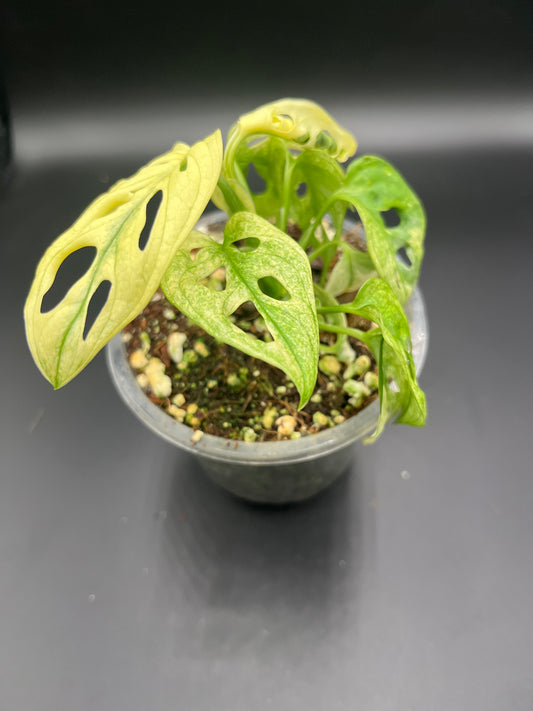 Monstera Adansonii Archipelago Swedish Ghost Variegata