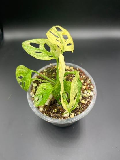 Monstera Adansonii Archipelago Swedish Ghost Variegata