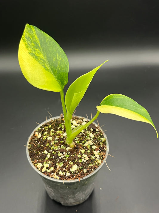 Monstera Deliciosa Aurea Variegata