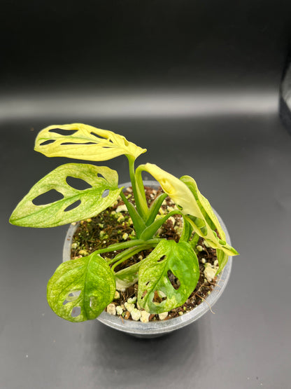 Monstera Adansonii Archipelago Swedish Ghost Variegata