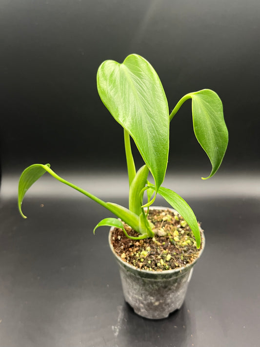Monstera Burle Marx Flame (Plants are selected by the grower)