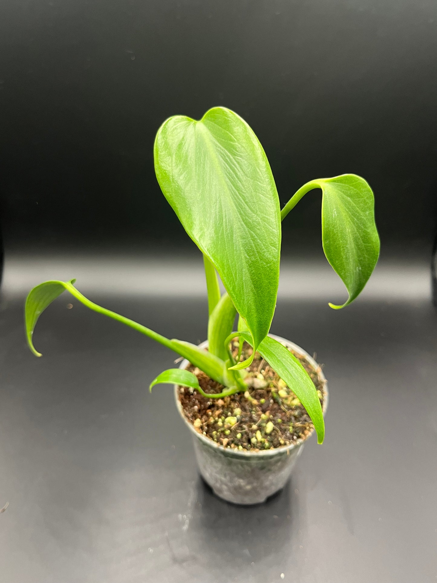 Monstera Burle Marx Flame (Plants are selected by the grower)